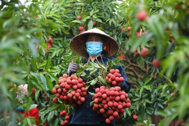 Sầu riêng 'vấp ngã' khiến xuất khẩu rau quả lao dốc- Ảnh 3.