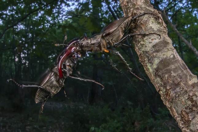 Những bức ảnh đẹp đến ngỡ ngàng nhưng nhói lòng đoạt giải thưởng Nhiếp ảnh Môi trường- Ảnh 4.