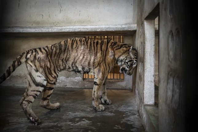 Những bức ảnh đẹp đến ngỡ ngàng nhưng nhói lòng đoạt giải thưởng Nhiếp ảnh Môi trường- Ảnh 3.