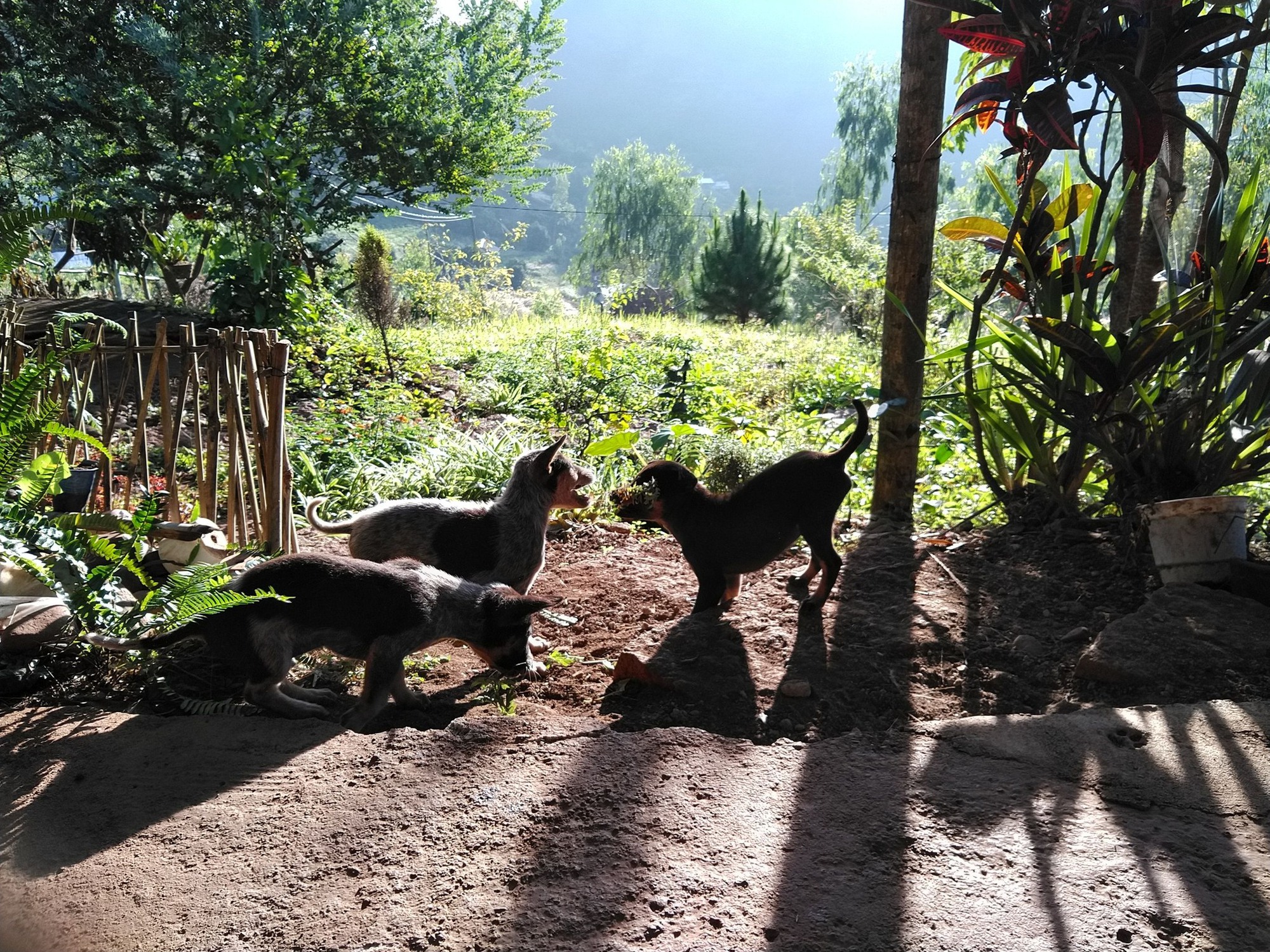 Những cô gái bỏ phố về rừng: Gieo mầm xanh từ những giấc mơ lành- Ảnh 2.