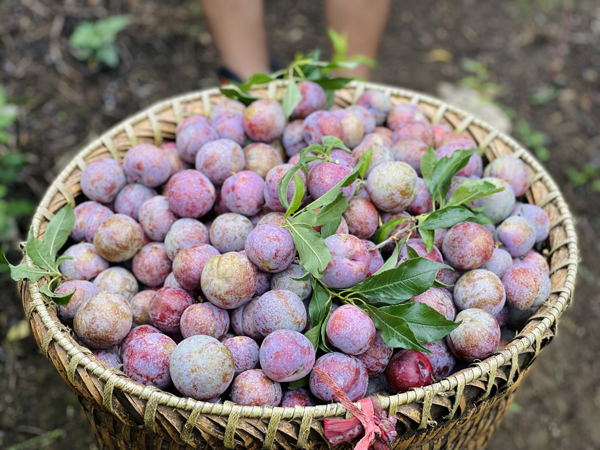 Những cô gái bỏ phố về rừng: Gieo mầm xanh từ những giấc mơ lành- Ảnh 8.