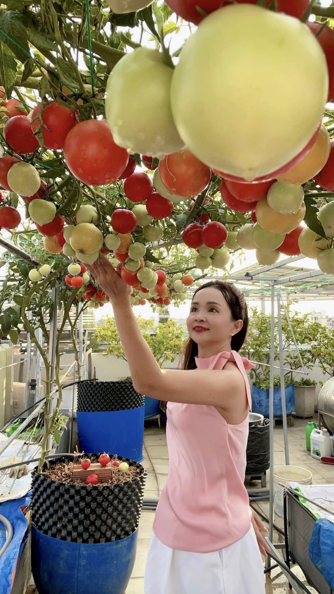 Chồng đầu tư cho vợ gần 100m2 làm vườn sân thượng, thu vài tạ trái ngọt mỗi năm: Thành quả kinh ngạc!- Ảnh 4.