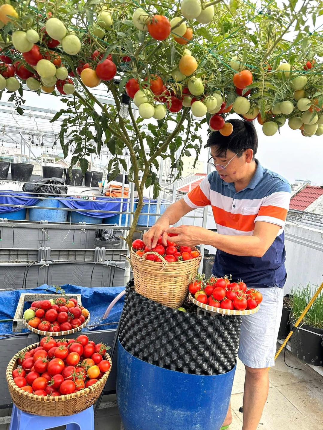 Chồng đầu tư cho vợ gần 100m2 làm vườn sân thượng, thu vài tạ trái ngọt mỗi năm: Thành quả kinh ngạc!- Ảnh 2.