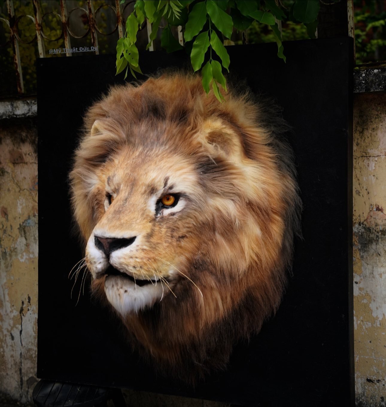Chàng trai TP.HCM làm mô hình hổ Belgan giống thật khiến người trên phố hết hồn- Ảnh 7.
