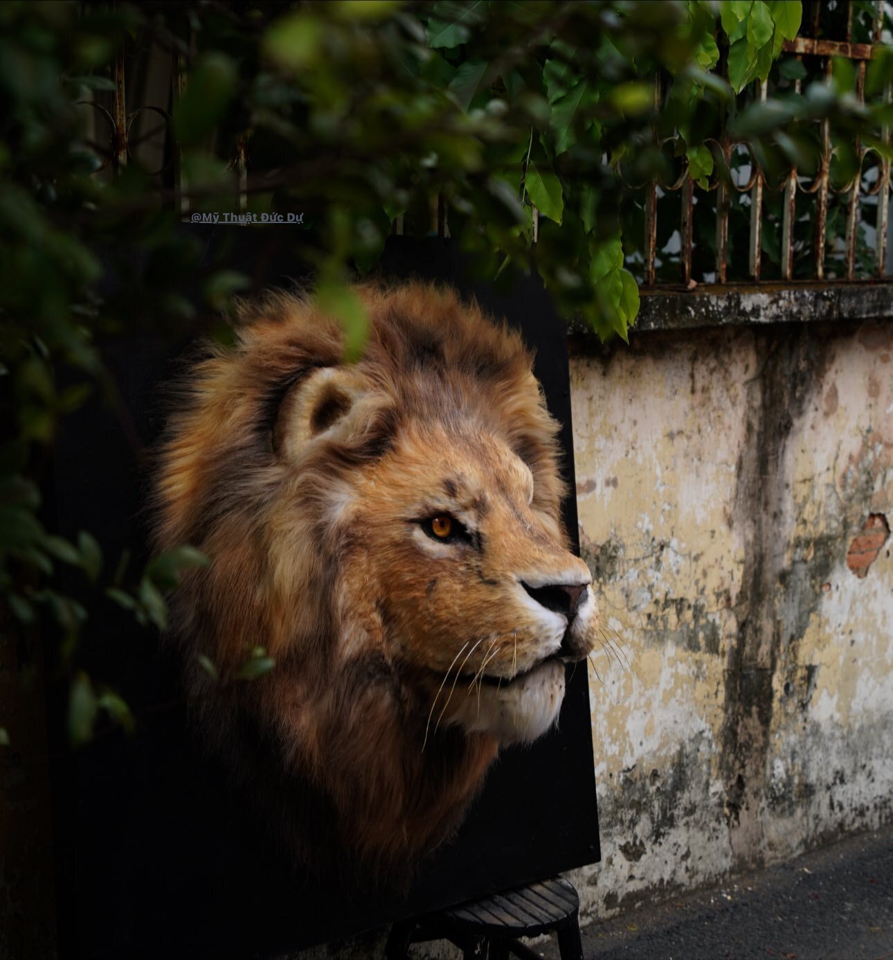 Chàng trai TP.HCM làm mô hình hổ Belgan giống thật khiến người trên phố hết hồn- Ảnh 8.
