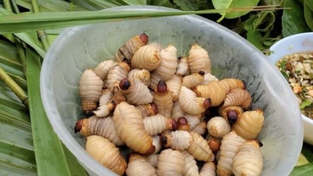 Khách Tây nếm thử món đặc sản "đang ngoe nguẩy" của Việt Nam: Nhìn thì sợ nhưng ăn ngon lắm- Ảnh 1.