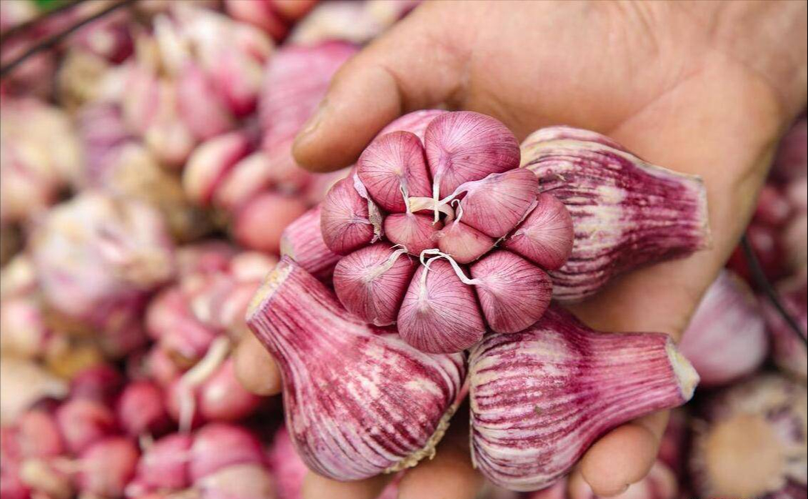 5 loại tỏi không nên mua - đến cả người bán cũng không dám ăn!- Ảnh 3.