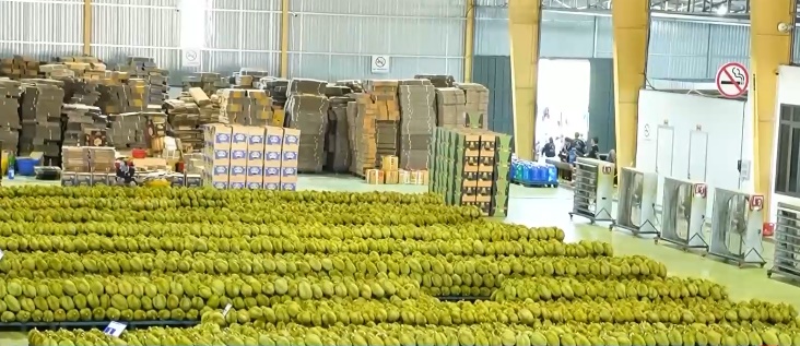 Sầu riêng rớt giá mạnh- Ảnh 1. Sầu riêng rớt giá mạnh- Ảnh 1.