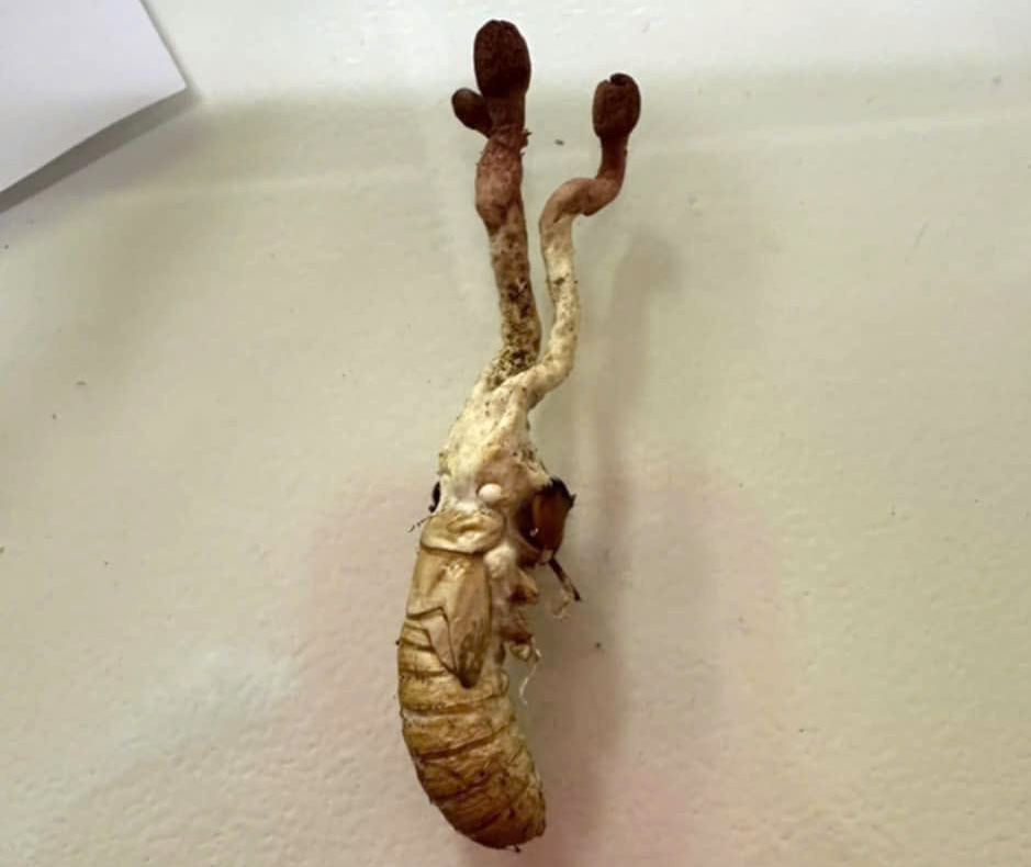 Ăn "đông trùng hạ thảo" mọc trên nhộng ve, 1 người nguy kịch- Ảnh 2.