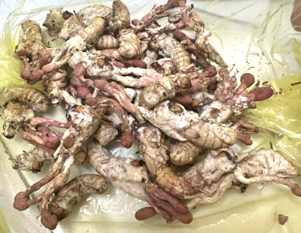 Ăn "đông trùng hạ thảo" mọc trên nhộng ve, 1 người nguy kịch- Ảnh 1.