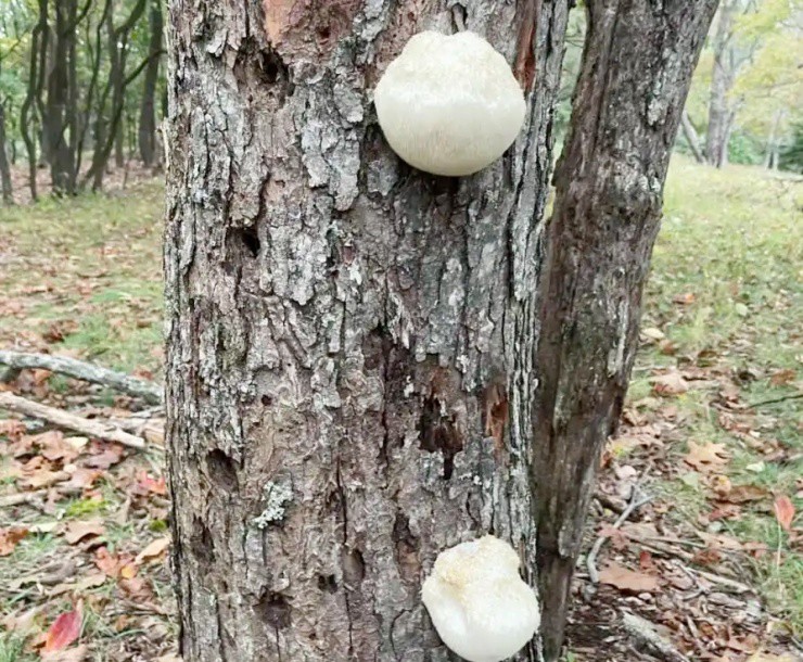 Vài triệu 1kg “thực phẩm của hoàng đế”, ở Việt Nam cũng nuôi trồng được- Ảnh 3.