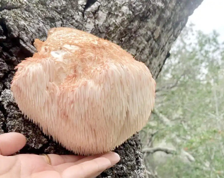 Vài triệu 1kg “thực phẩm của hoàng đế”, ở Việt Nam cũng nuôi trồng được- Ảnh 2.