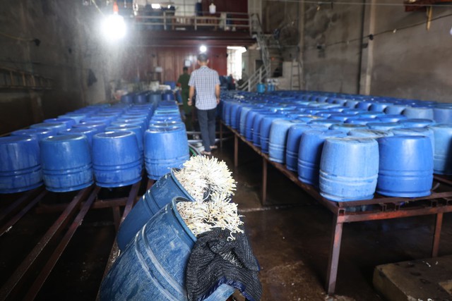 Sản xuất 60 tấn giá đỗ tẩm chất tăng trưởng, chủ cơ sở bị cấm đi khỏi nơi cư trú- Ảnh 2.