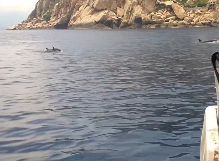 Đàn cá heo gần 100 con 'nhảy múa' trên vịnh Nha Trang- Ảnh 1.