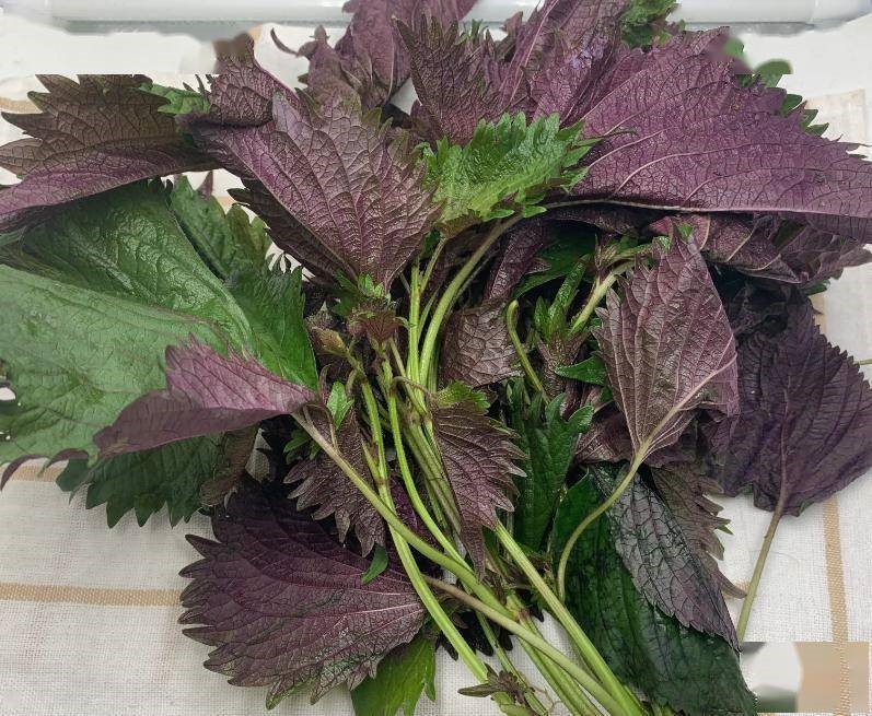 Nếu không thích thêm loại lá có vị đắng nhẹ này vào món ăn thì đem pha trà uống cũng làm sạch gan, lọc thận, chống viêm cực tốt- Ảnh 1.