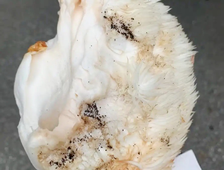 Vài triệu 1kg “thực phẩm của hoàng đế”, ở Việt Nam cũng nuôi trồng được- Ảnh 4.