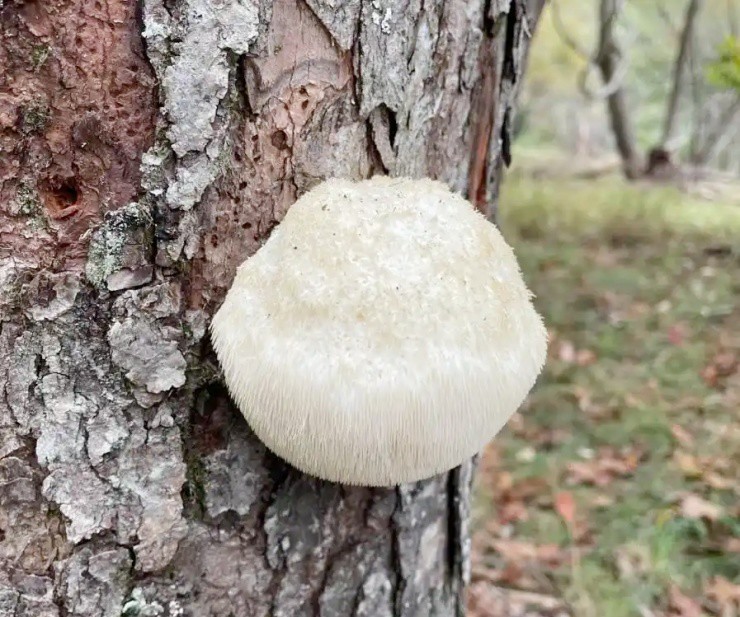 Vài triệu 1kg “thực phẩm của hoàng đế”, ở Việt Nam cũng nuôi trồng được- Ảnh 1.