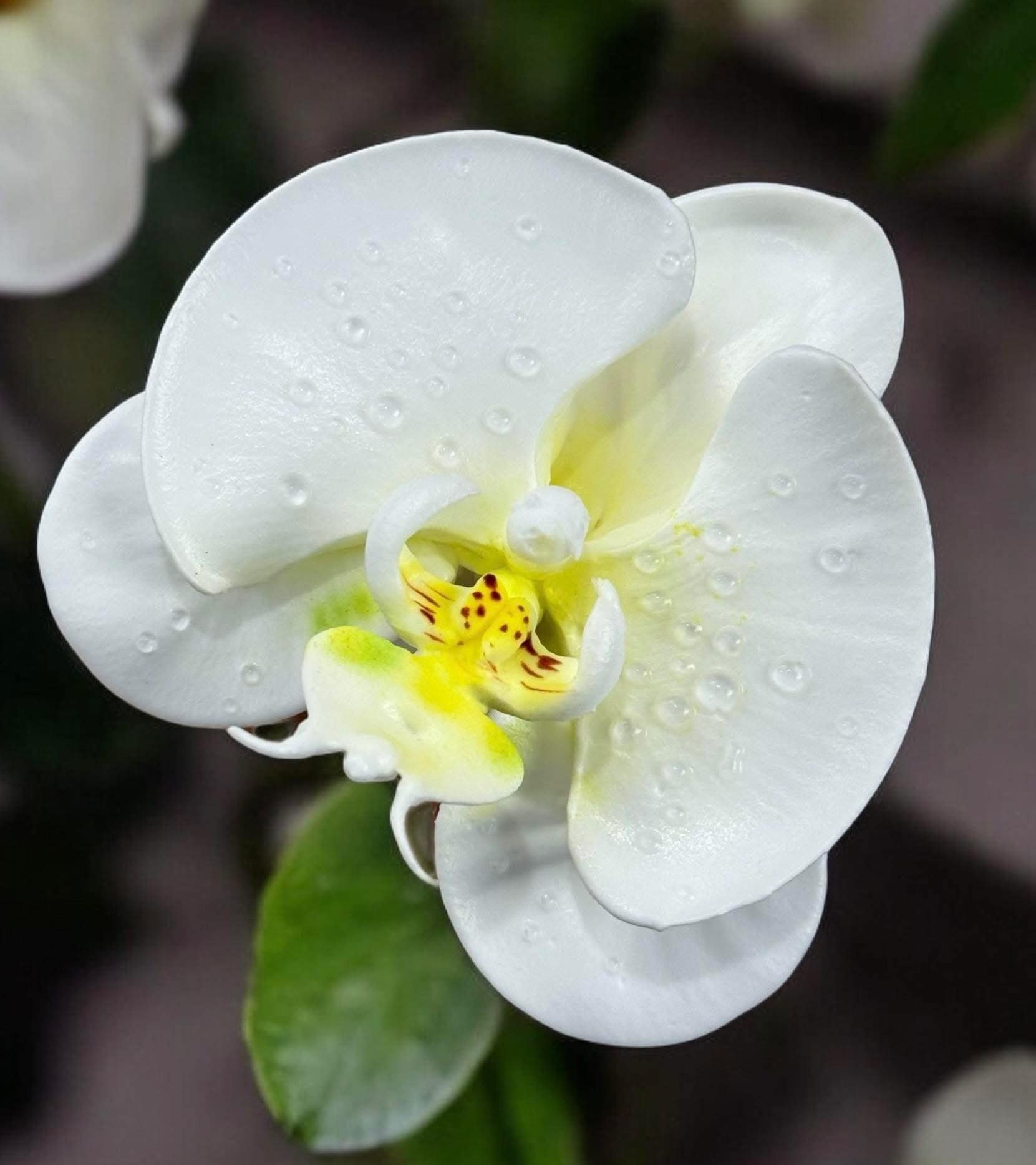 Chàng trai TP.HCM làm hoa bằng kem 'thật còn hơn cả hoa thật'- Ảnh 10.