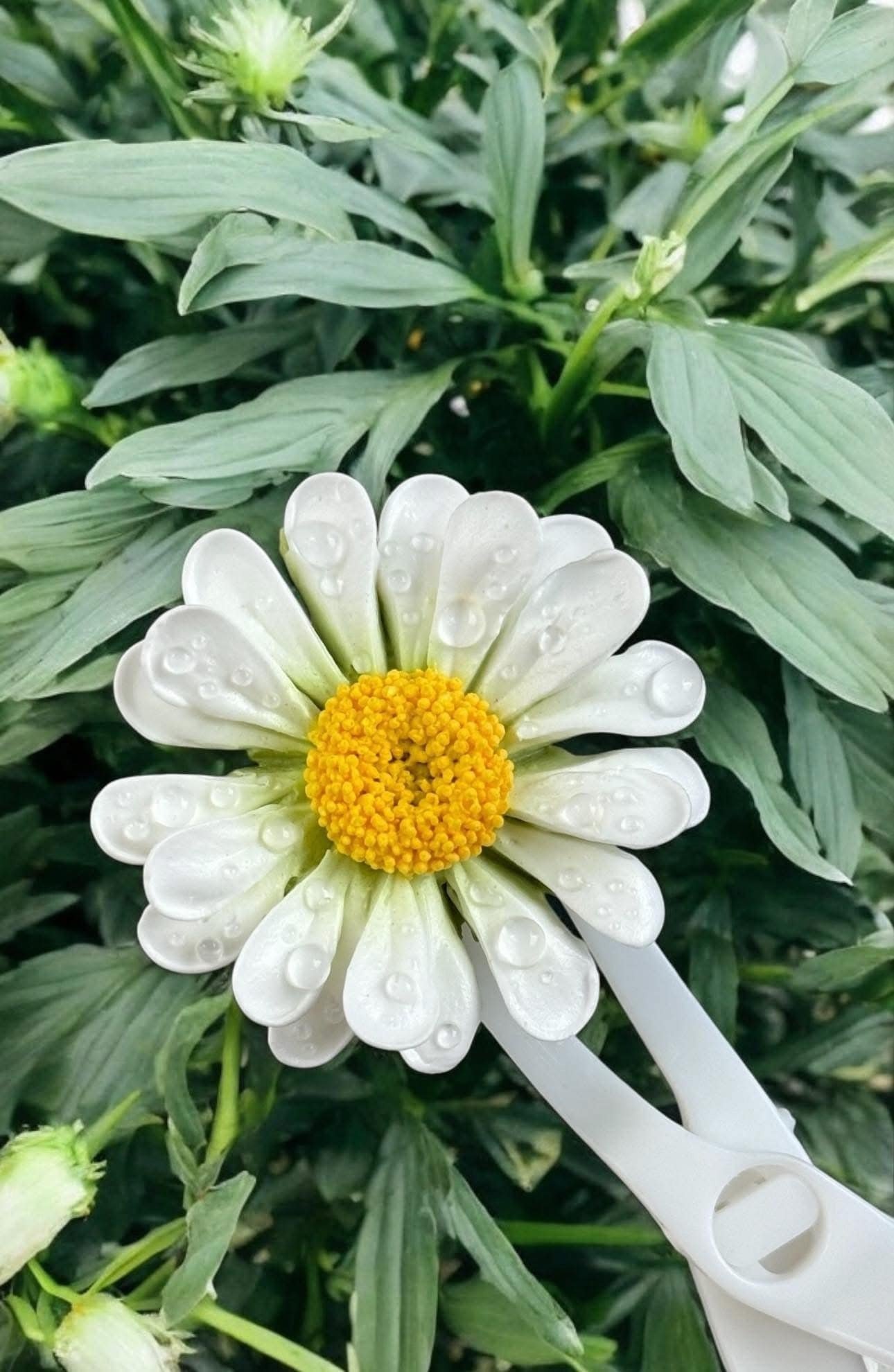 Chàng trai TP.HCM làm hoa bằng kem 'thật còn hơn cả hoa thật'- Ảnh 6.