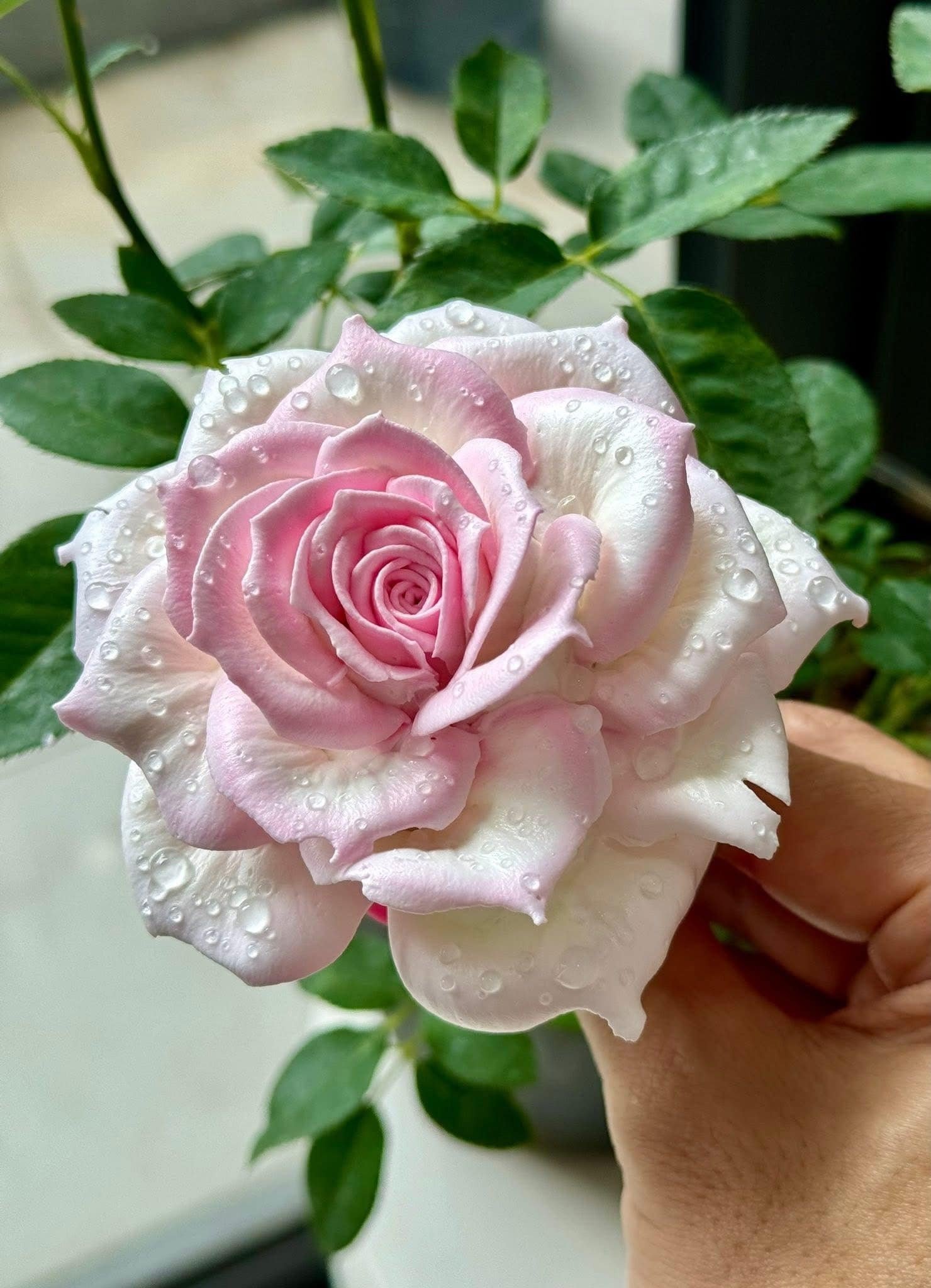 Chàng trai TP.HCM làm hoa bằng kem 'thật còn hơn cả hoa thật'- Ảnh 7.