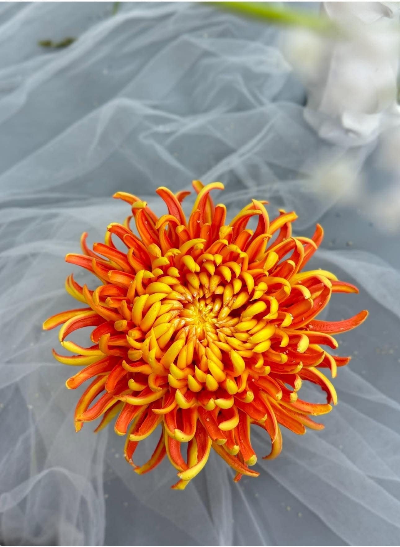 Chàng trai TP.HCM làm hoa bằng kem 'thật còn hơn cả hoa thật'- Ảnh 11.