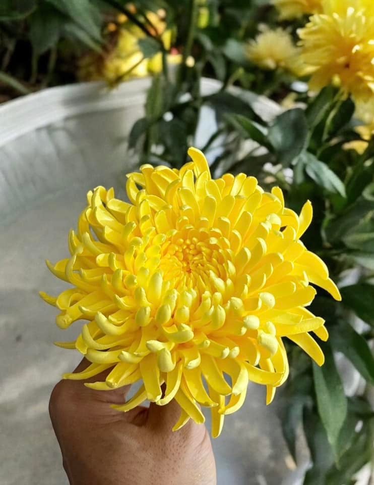 Chàng trai TP.HCM làm hoa bằng kem 'thật còn hơn cả hoa thật'- Ảnh 17.