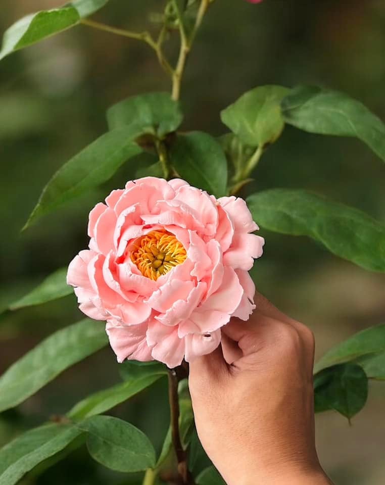 Chàng trai TP.HCM làm hoa bằng kem 'thật còn hơn cả hoa thật'- Ảnh 2.