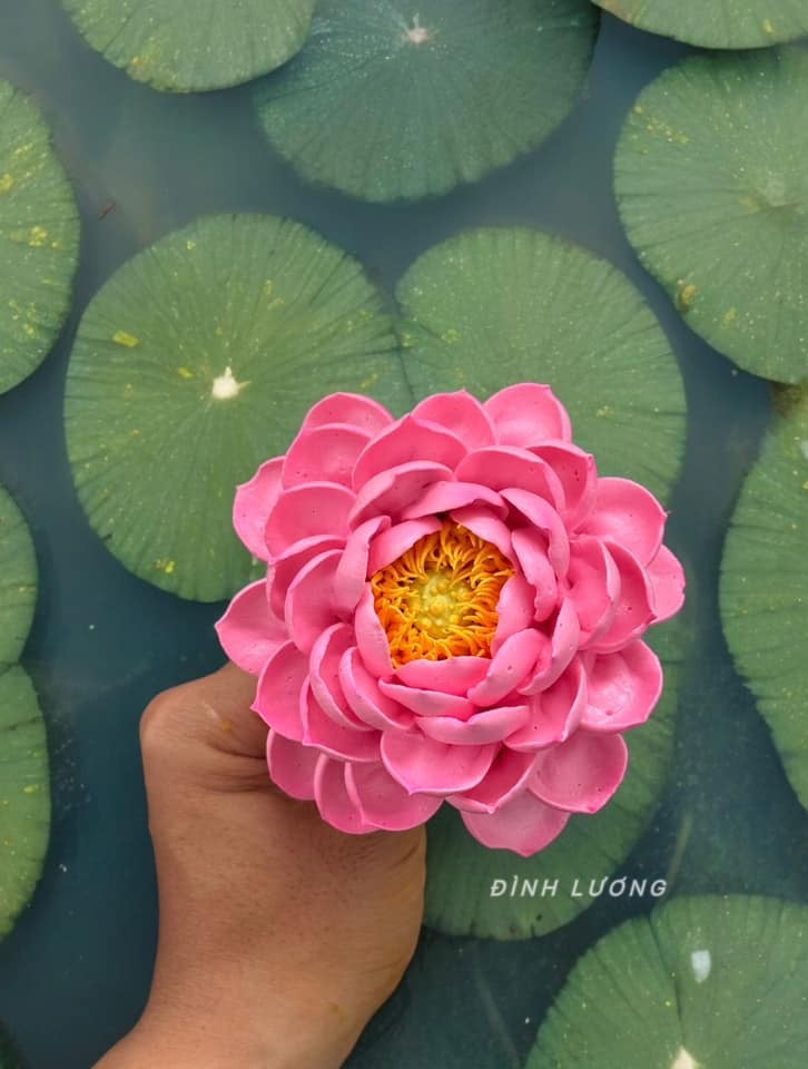 Chàng trai TP.HCM làm hoa bằng kem 'thật còn hơn cả hoa thật'- Ảnh 21.