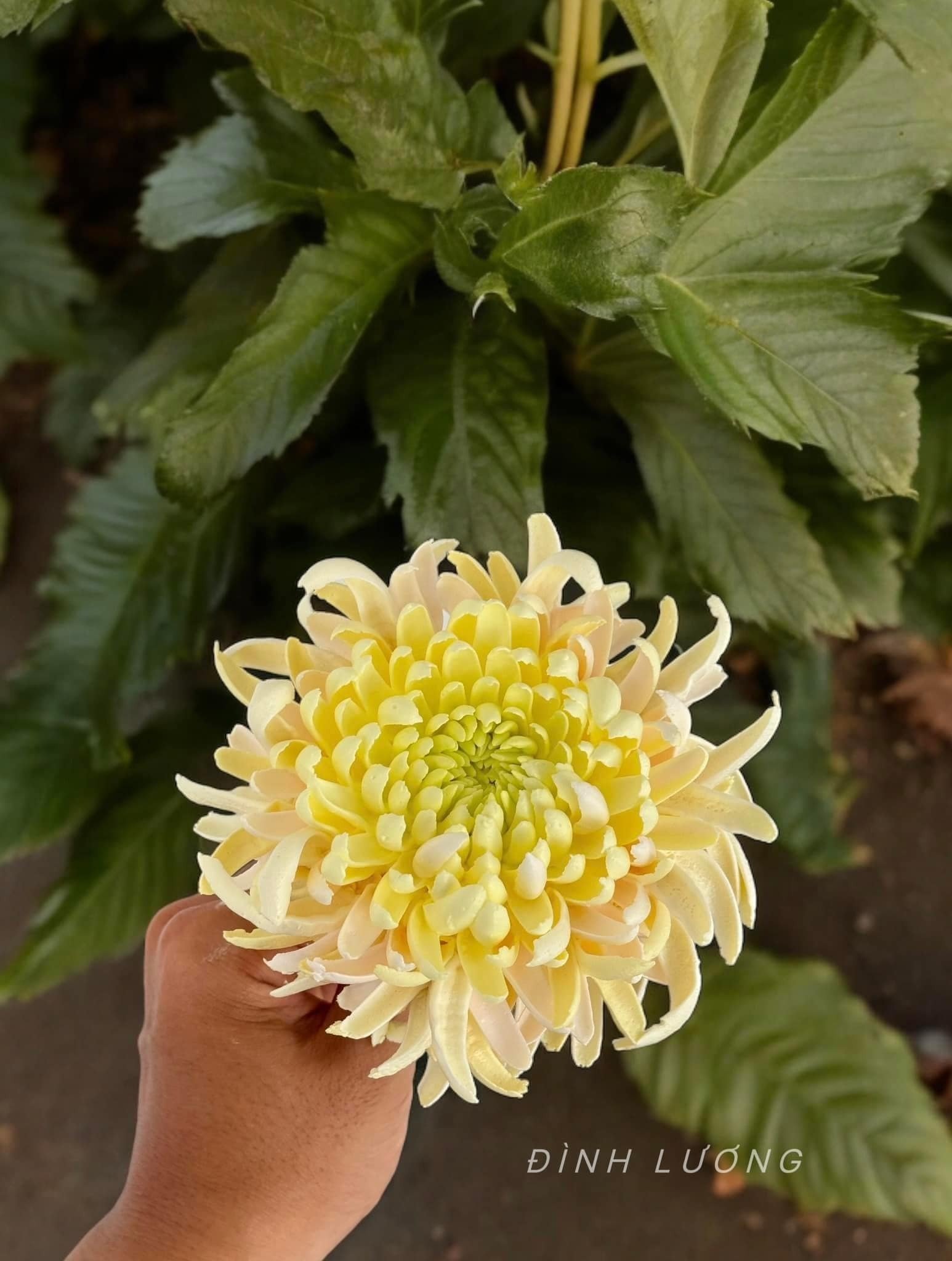 Chàng trai TP.HCM làm hoa bằng kem 'thật còn hơn cả hoa thật'- Ảnh 16.