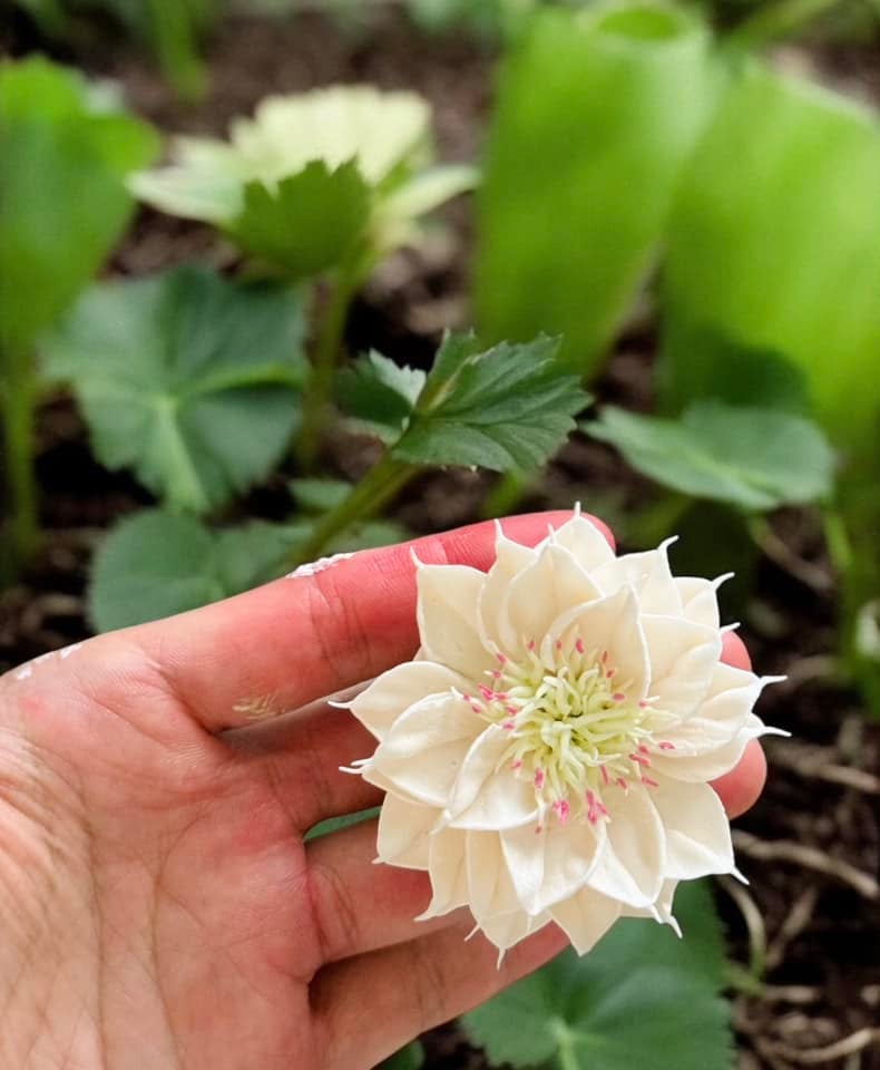 Chàng trai TP.HCM làm hoa bằng kem 'thật còn hơn cả hoa thật'- Ảnh 23.