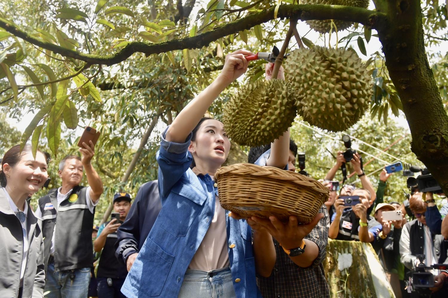 Đua với Việt Nam, nông dân Thái Lan kêu gọi Thủ tướng mời Lisa (BLACKPINK) quảng bá trái cây khắp thế giới- Ảnh 1.