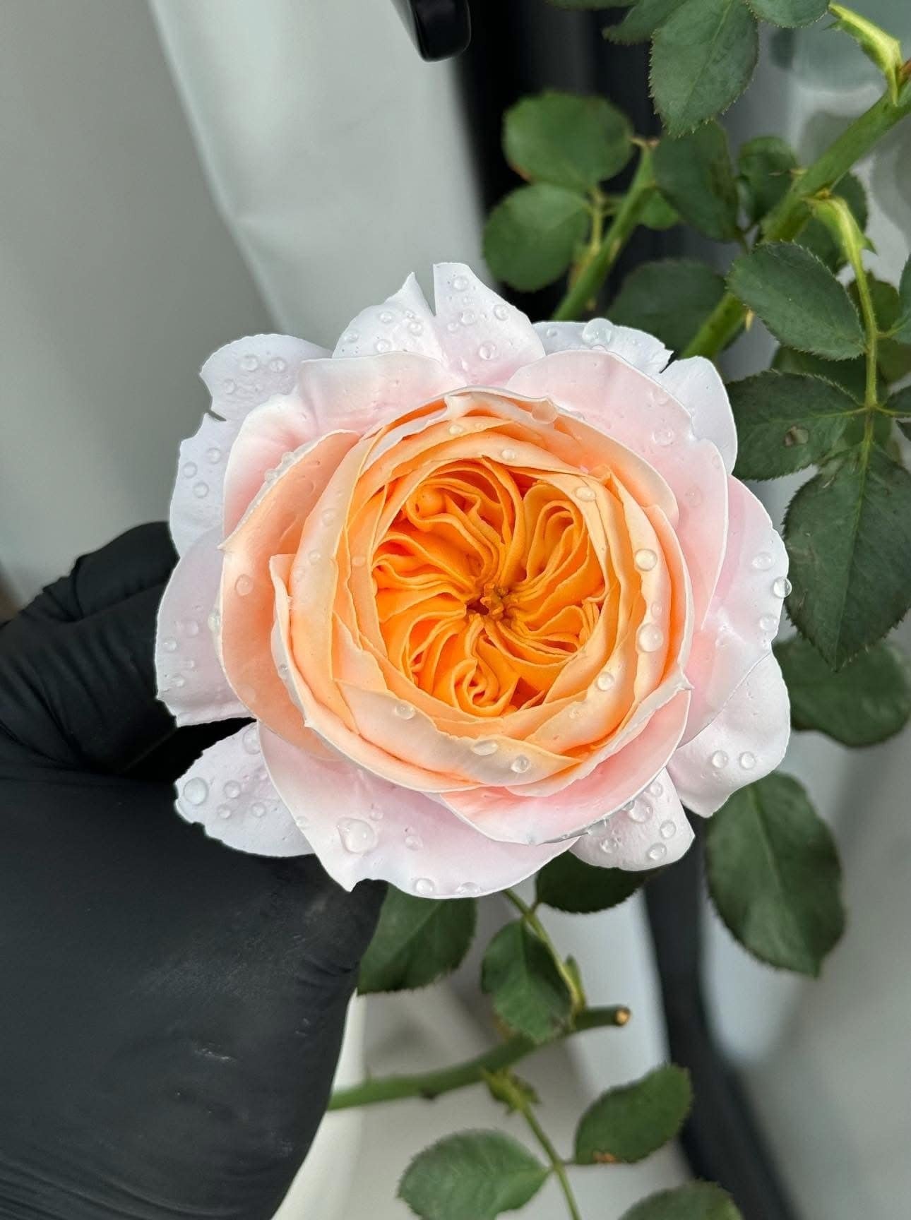 Chàng trai TP.HCM làm hoa bằng kem 'thật còn hơn cả hoa thật'- Ảnh 12.