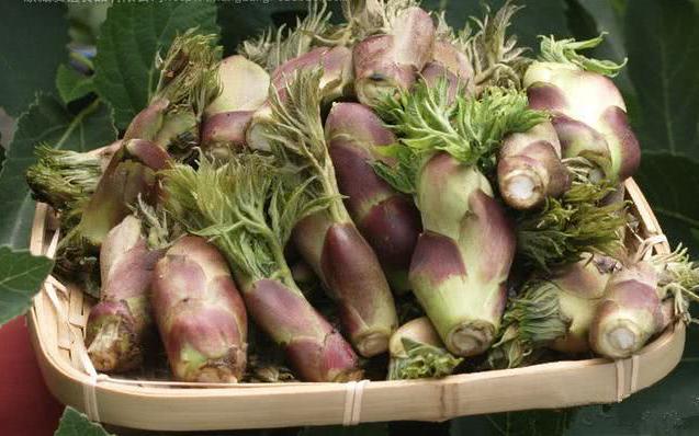 1 loại rau mọc dại ở Việt Nam nhưng được người Trung Quốc “quý như vàng”: Giá ngang thịt bò, bổ tựa nhân sâm nhưng ít người biết- Ảnh 2.