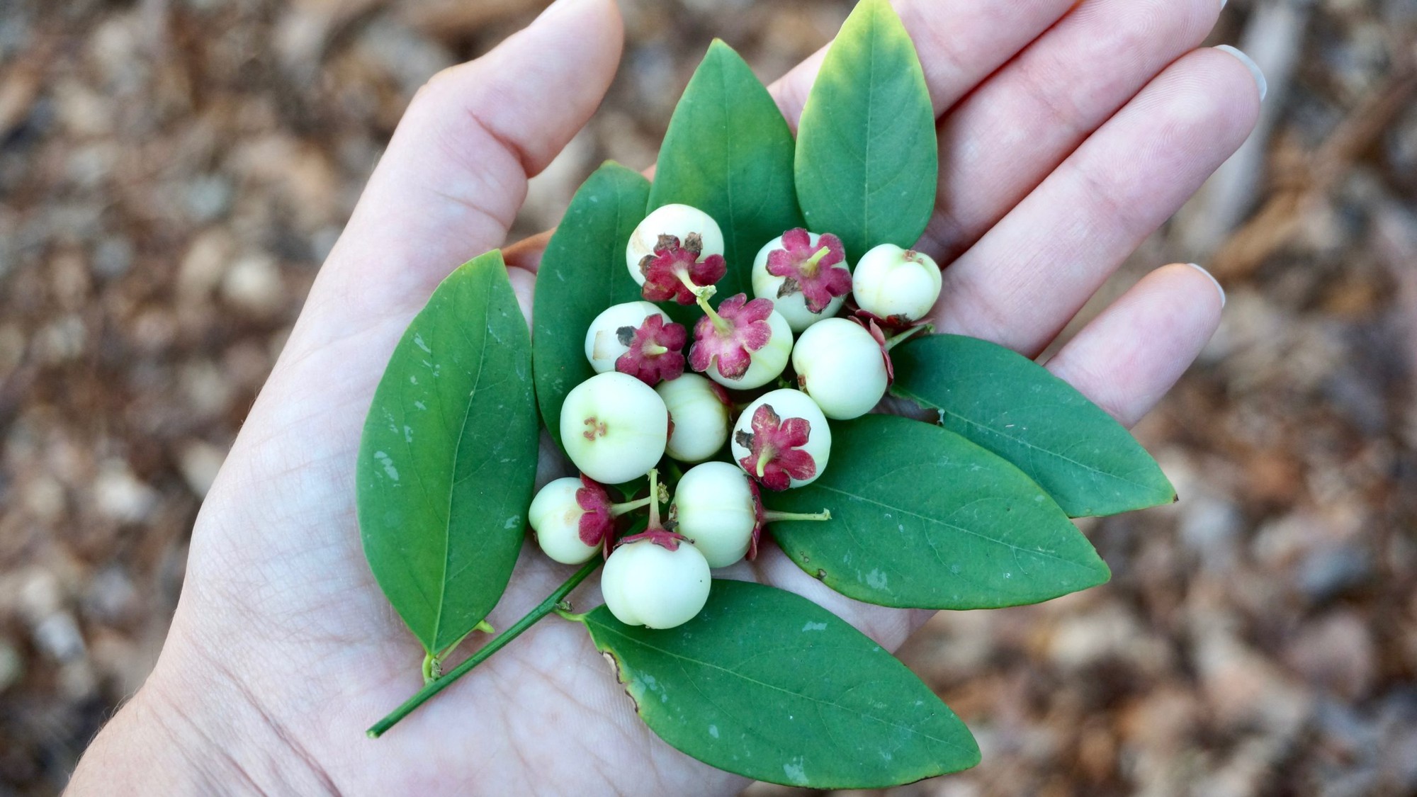 Việt Nam có loại rau nhiều sắt hơn thịt bò, được lương y ví là “sâm của người nghèo”: Dưỡng gan, bổ thận- Ảnh 2.