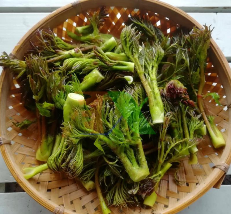 1 loại rau mọc dại ở Việt Nam nhưng được người Trung Quốc “quý như vàng”: Giá ngang thịt bò, bổ tựa nhân sâm nhưng ít người biết- Ảnh 1.