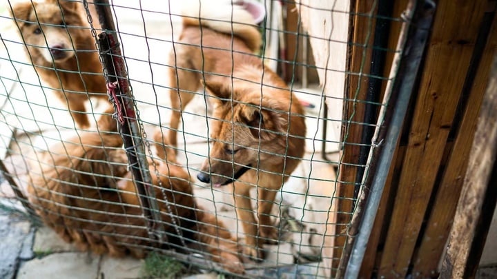 Người phụ nữ đạo đức giả chuyên nhận nuôi chó bị bỏ rơi rồi đem giết thịt- Ảnh 1.