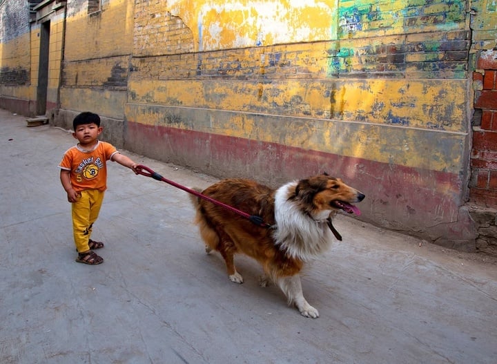 Người phụ nữ đạo đức giả chuyên nhận nuôi chó bị bỏ rơi rồi đem giết thịt- Ảnh 3.