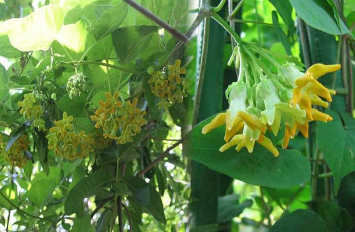 Loại hoa đem nấu canh giúp bổ gan, thận: Việt Nam trồng nhiều, người dân đem bán, kiếm hơn 1 tỷ đồng/năm- Ảnh 1.