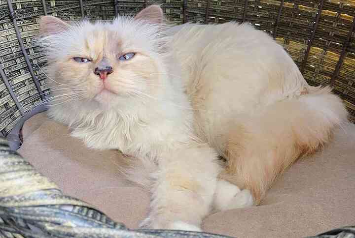 Việc nhẹ lương cao: Chăm mèo cho nhà giàu kiếm 2 triệu đồng một giờ- Ảnh 1.