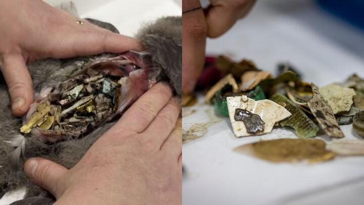 Phát hiện kinh hãi: 778 mảnh nhựa trong dạ dày chú chim trên đảo hoang sơ nhất- Ảnh 1.