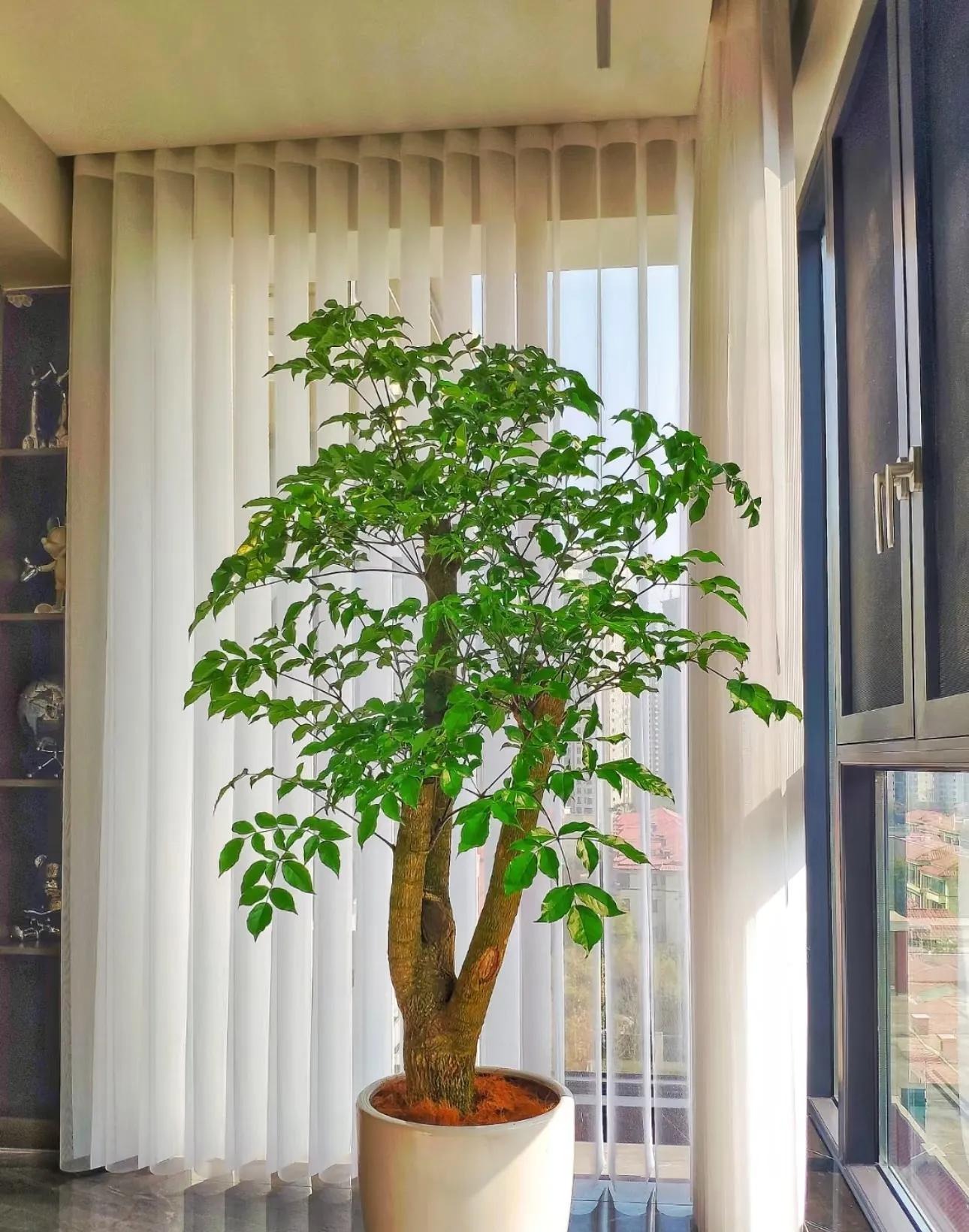 5 loài cây 5 loài cây