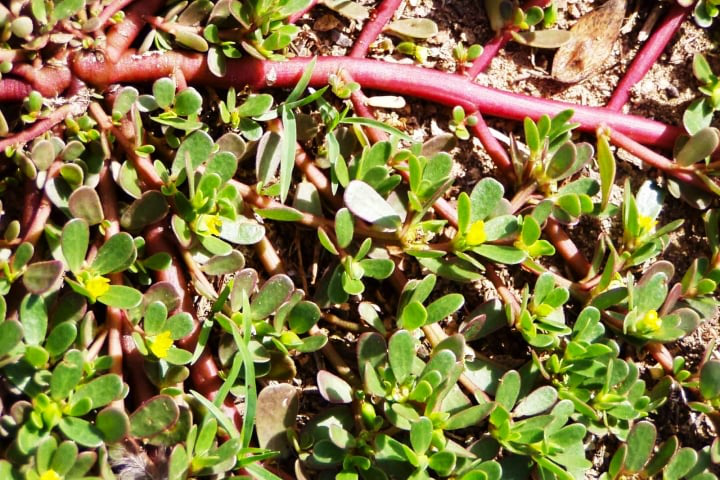 1 loại rau mọc dại ở Việt Nam, người Trung Quốc gọi là “rau trường thọ”: Là “kho” omega 3, lợi không kém thuốc bổ- Ảnh 1.