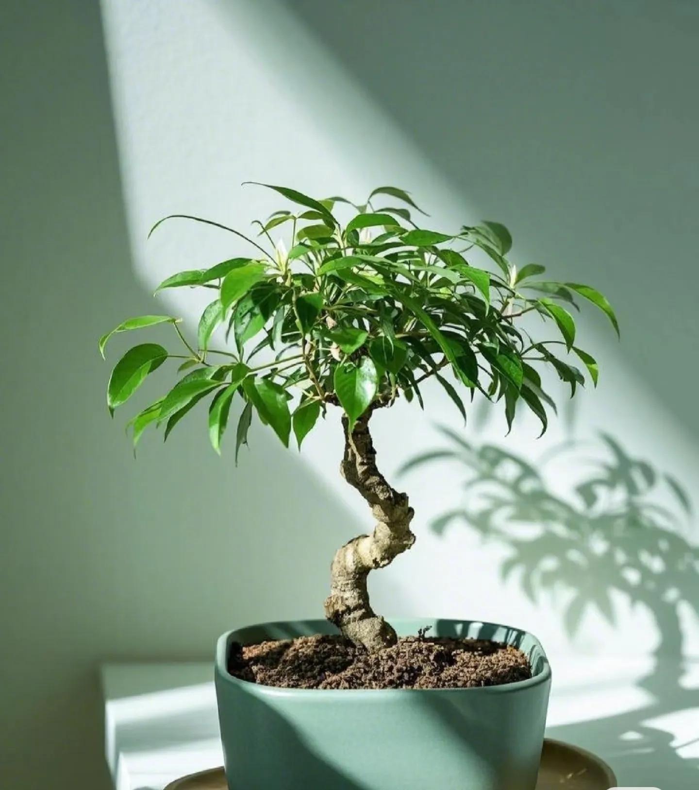 5 loài cây 5 loài cây