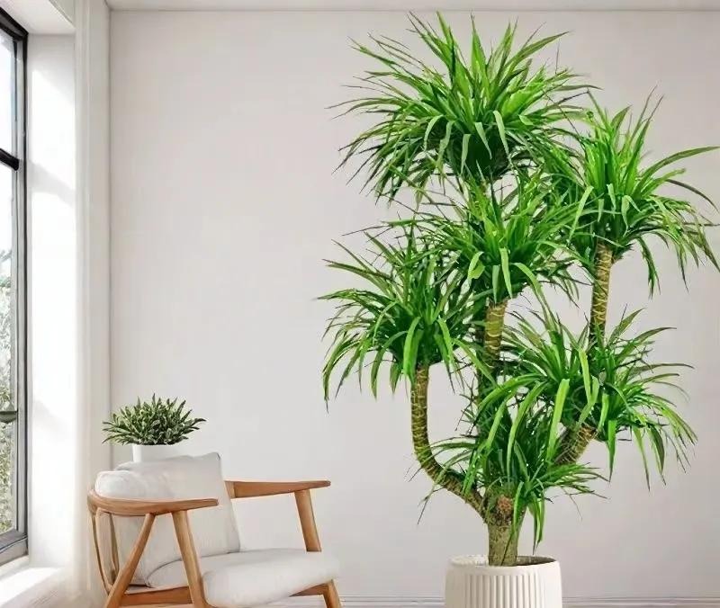 5 loài cây 5 loài cây