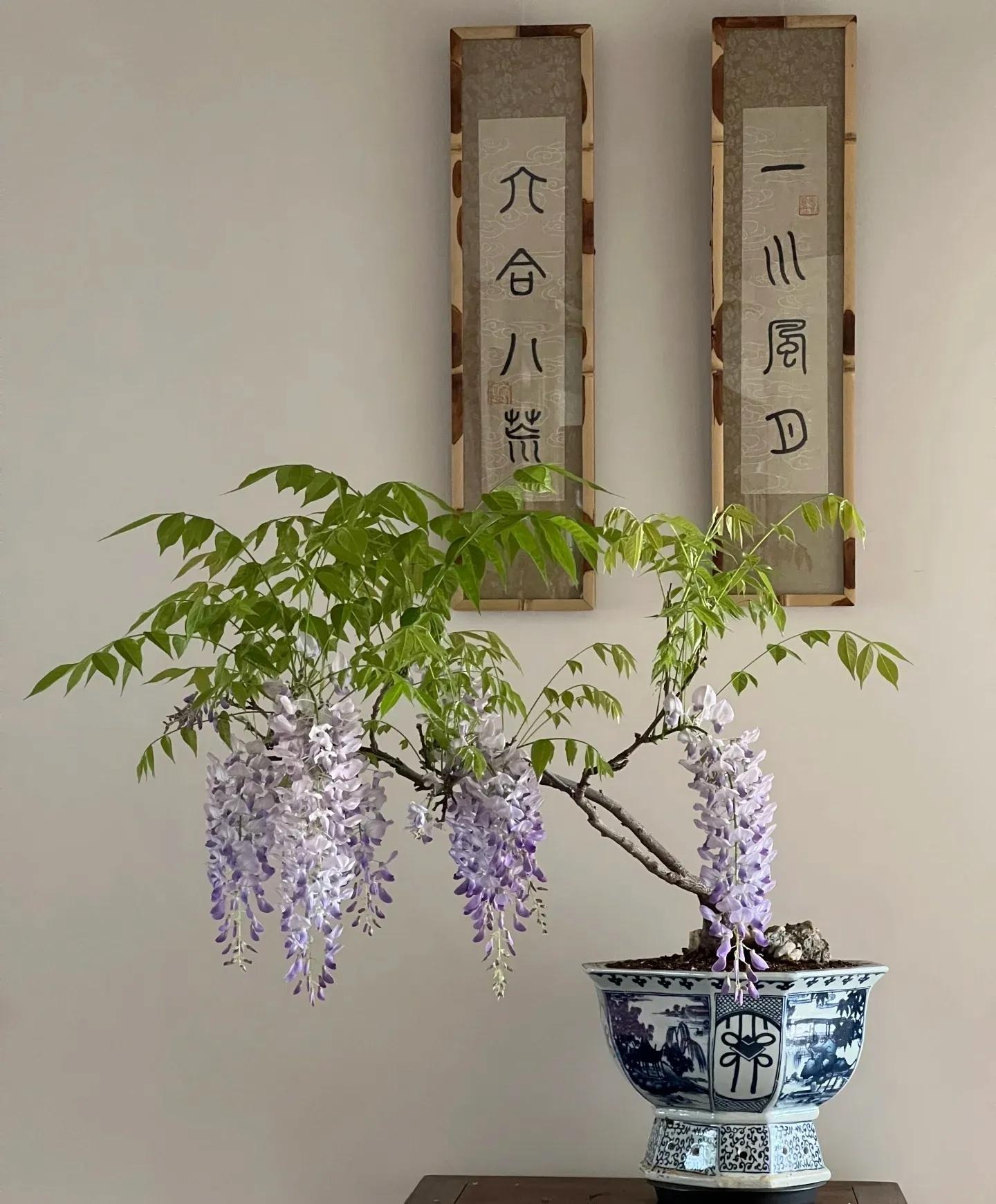 5 loài cây 5 loài cây