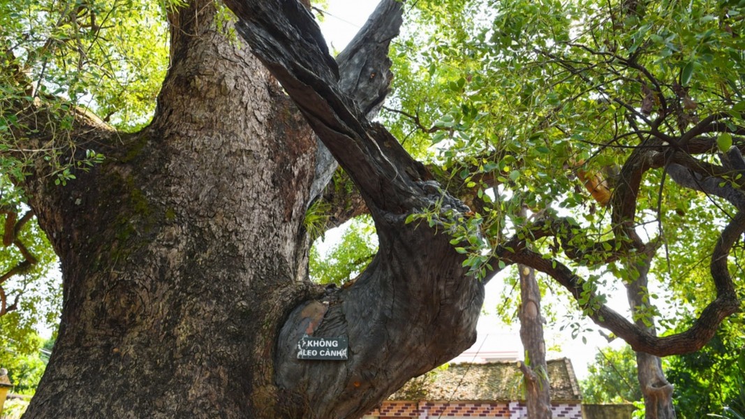 Việt Nam sở hữu cây thiêng ngàn tuổi: Được vua Lê sắc phong, tuổi thọ đứng thứ hai thế giới- Ảnh 1.