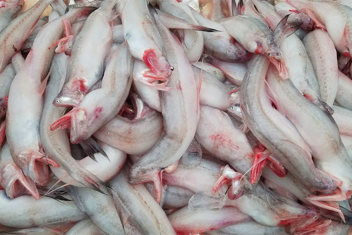 Loại cá rẻ như khoai, từng đem cho lợn ăn nay thành đặc sản, giá trên 200.000 đồng/kg- Ảnh 1.