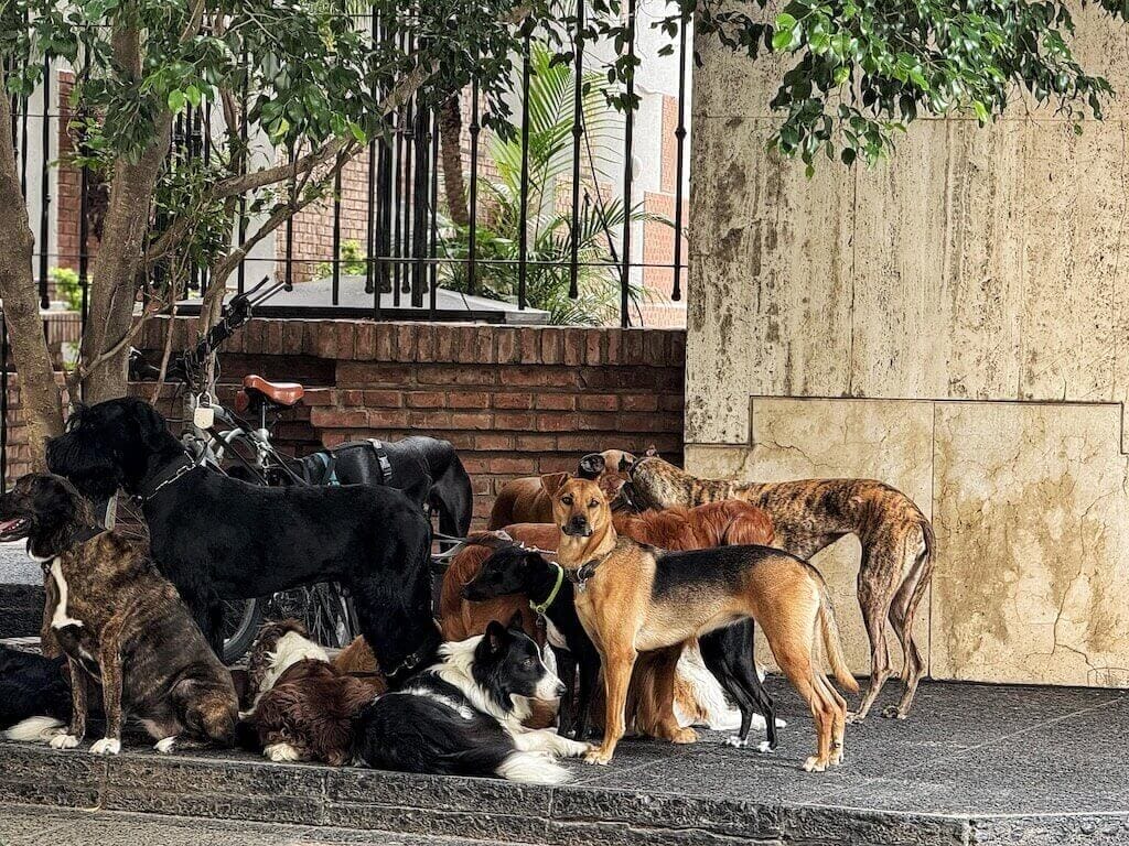Bên trong thành phố nơi mọi người nuôi chó nhiều hơn nuôi em bé: Không phải ở Hàn Quốc, Nhật Bản hay châu Âu- Ảnh 4.