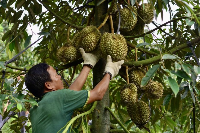 Kết quả kiểm tra chất cấm trong sầu riêng Lâm Đồng- Ảnh 1.