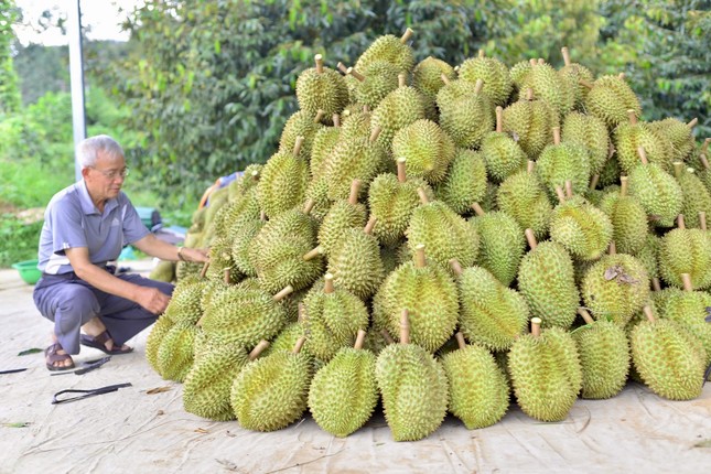 Kết quả kiểm tra chất cấm trong sầu riêng Lâm Đồng- Ảnh 2.